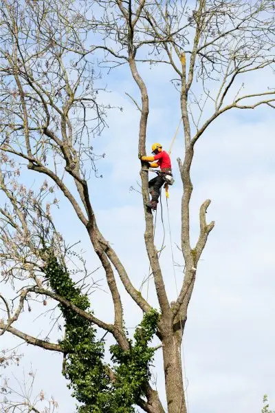 baumpflegepro team bei der baumfällung in wolfsburg absicherung mit seilen im oberbaum